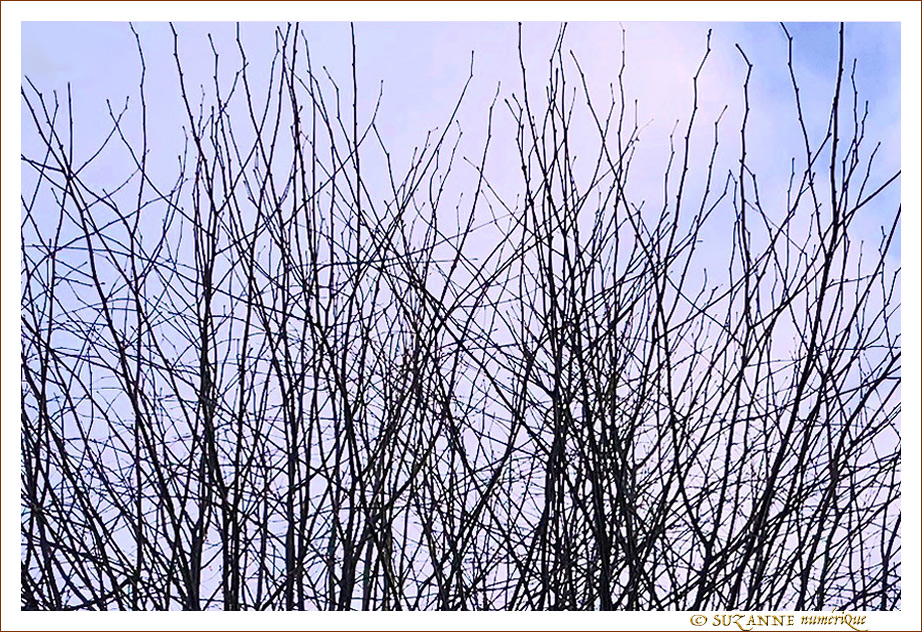 Branches sous un Ciel d'Hiver -- 24/01/18