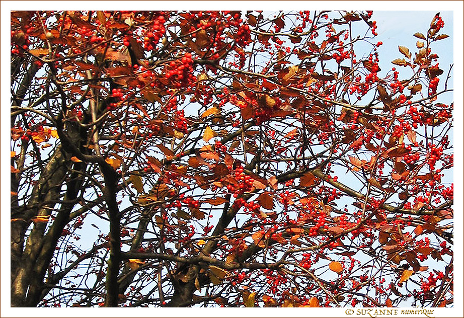 L'arbre aux couleurs incandescentes  -- 04/12/09