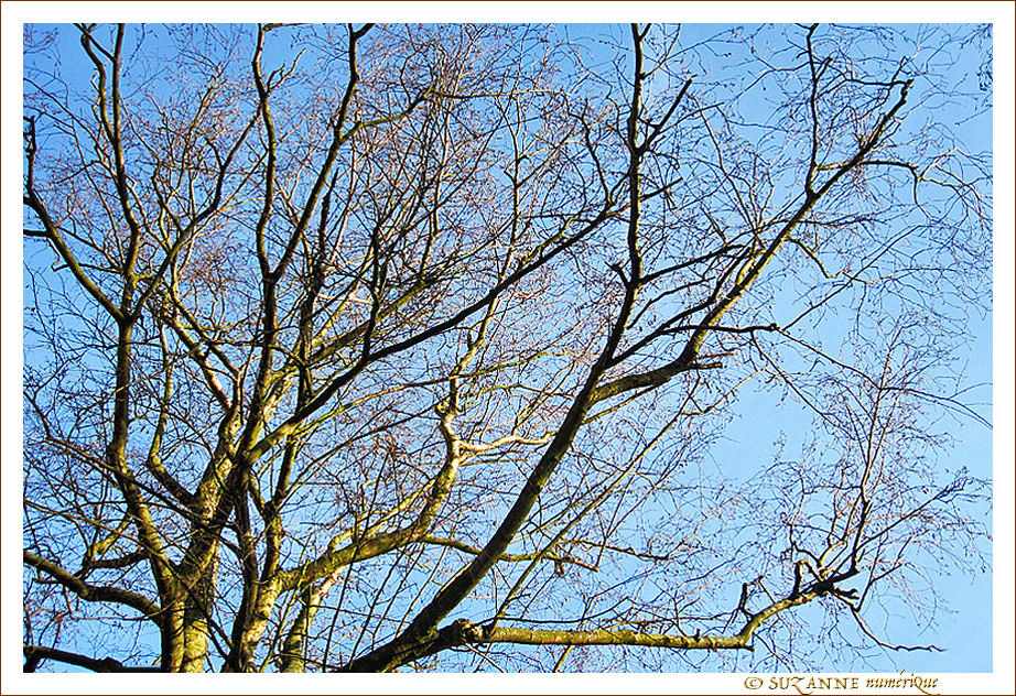 Soleil sur Branches -- 05/03/12