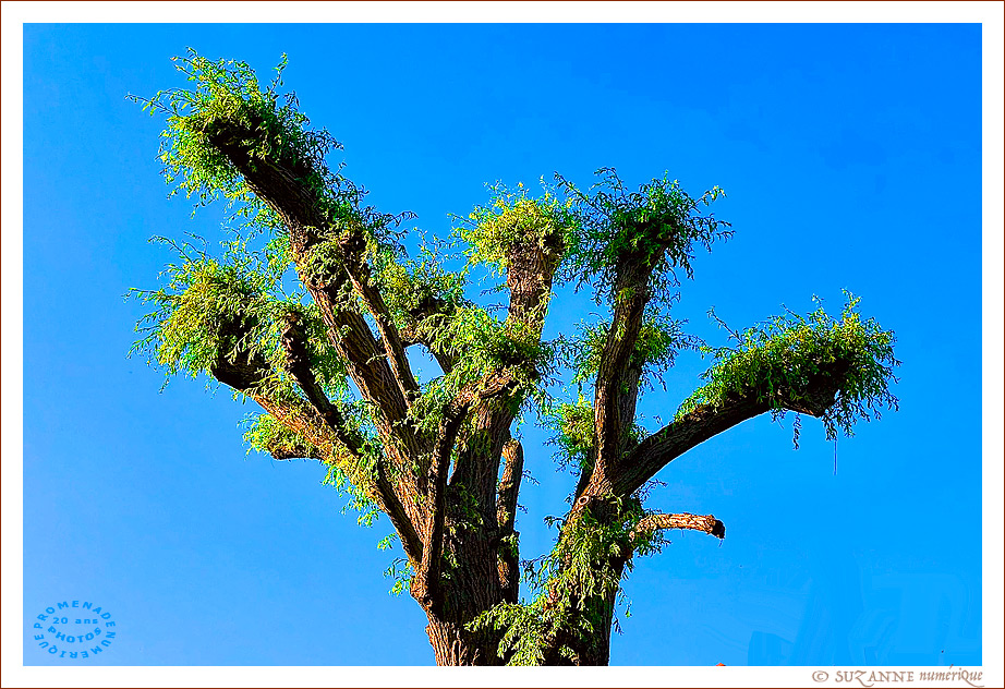 © SUZANNE | ARBRE_SAULE_9182 © SUZANNE | ARBRE_SAULE_9182