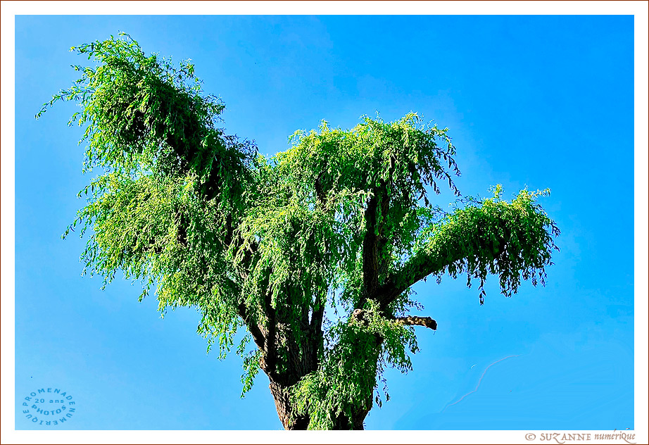 © SUZANNE | ARBRE_SAULE_9275 © SUZANNE | ARBRE_SAULE_9275