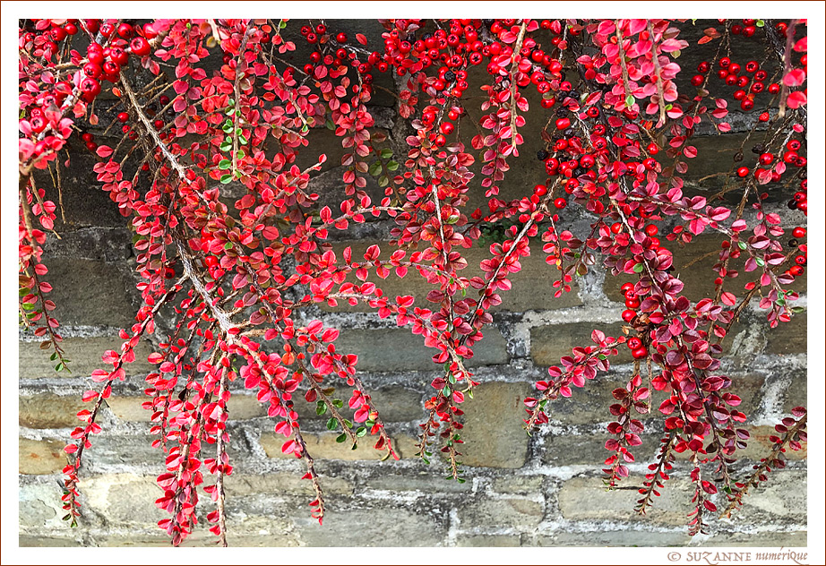  SUZANNE | ARBUSTES_8536