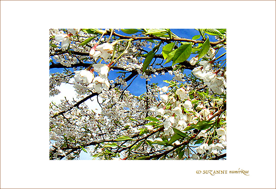 Fleurs de cerisiers -- 17/03/08