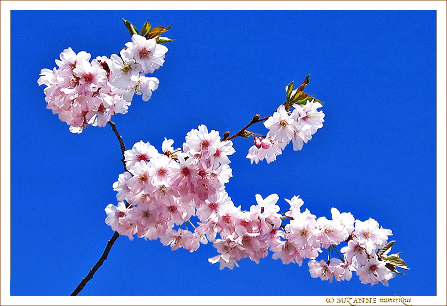 Optimisme des fleurs de Cerisiers