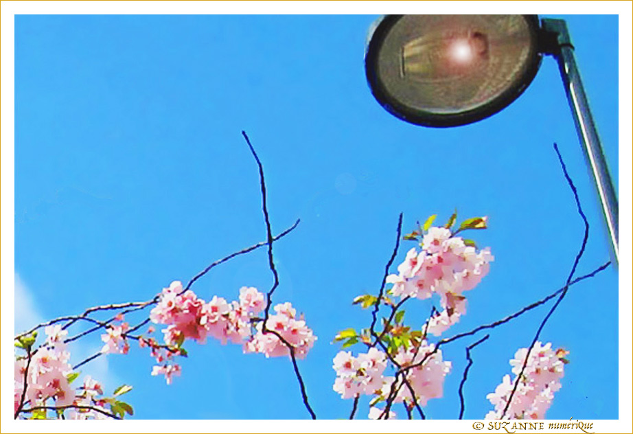 Le temps des cerisiers en fleurs -- 07/04/09