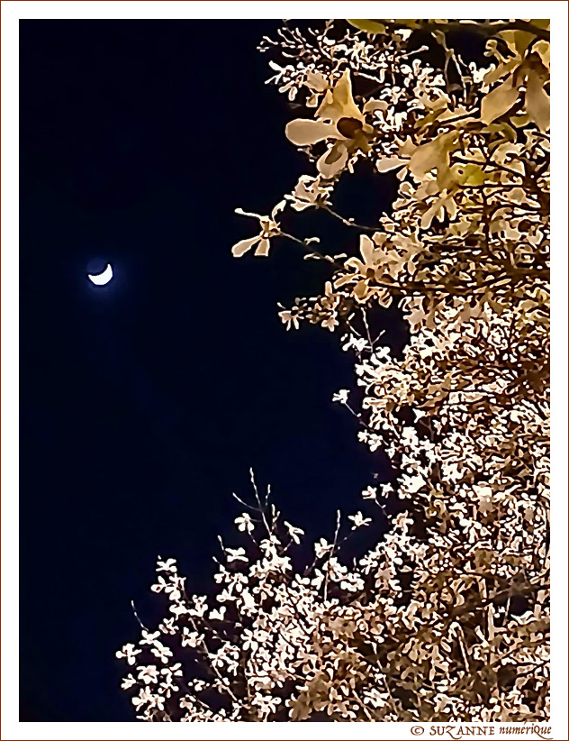 � SUZANNE | CIEL_LUNE_ARBRE_e4adf