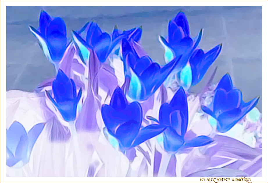 © SUZANNE | CREATION_TULIPES_BLEUES