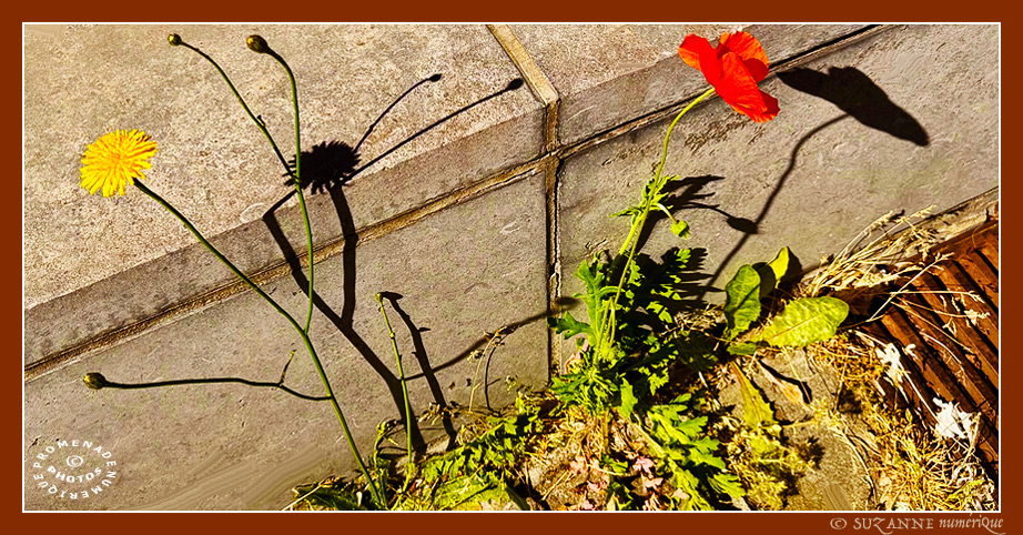 � SUZANNE | FLEURS_AVRIL_0393