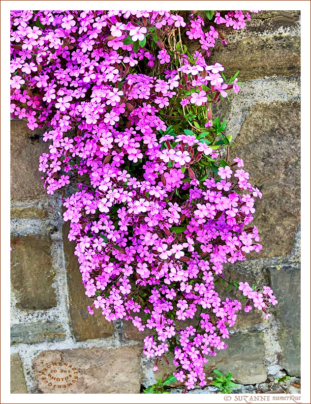  SUZANNE | FLEURS_MAI_9181