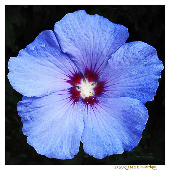 Fleur bleue je suis -- 14/08/09
