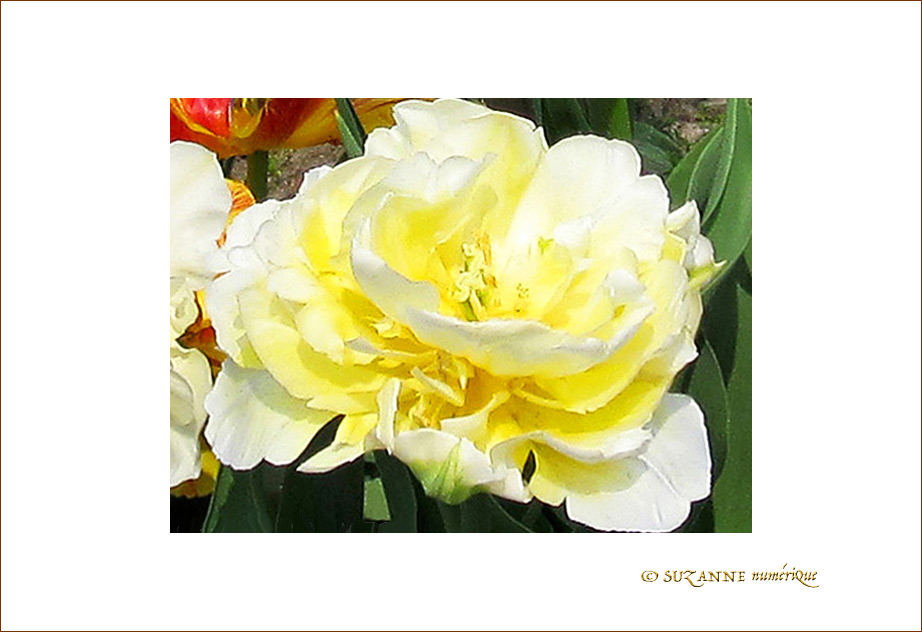 Fleur papier crépon Blanc Soleil -- 28/04/09