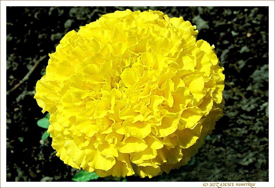 Pompon jaune -- 09/06/10