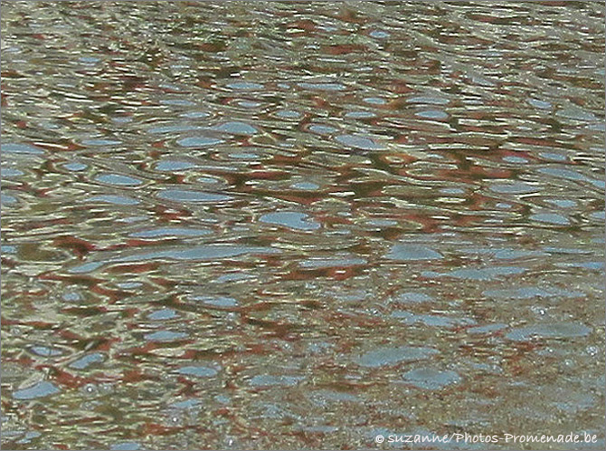 © suzanne/photos-promenade.be © suzanne/photos-promenade.be