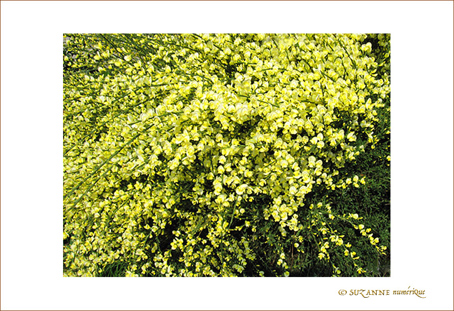 Fleurs d'Artifice jaune -- 14/06/09