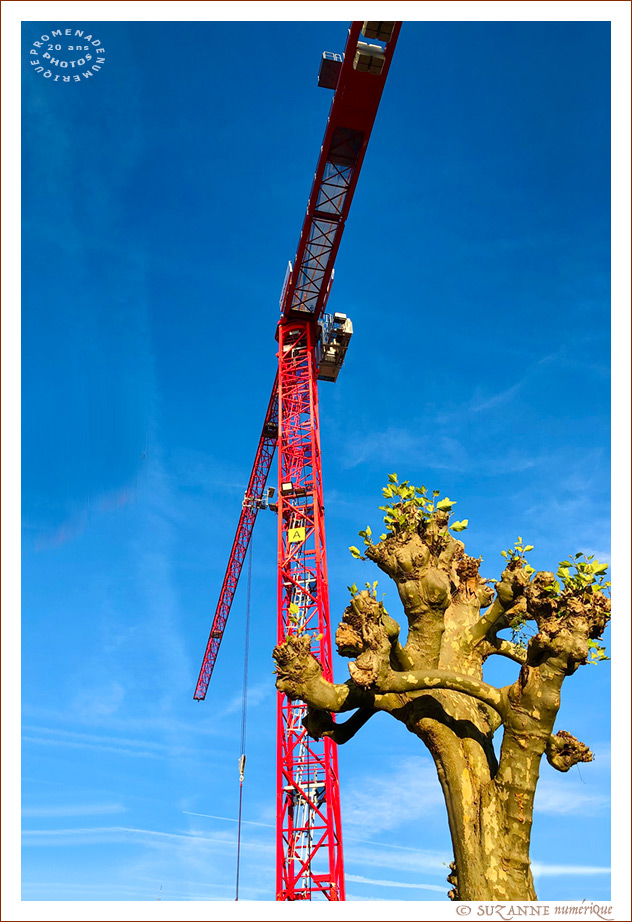  SUZANNE | GRUE_DE_CHANTIER_ARBRE_8565