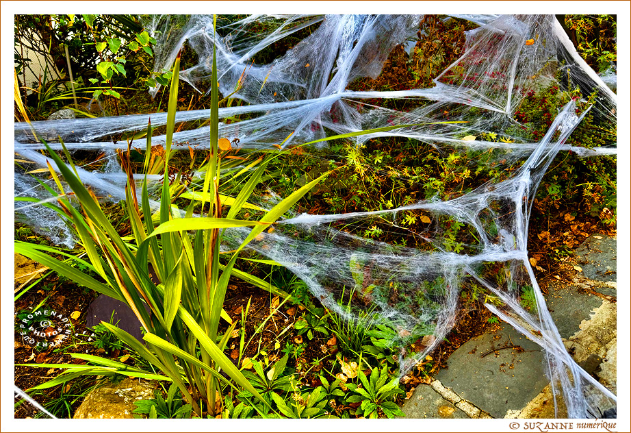 � SUZANNE | HALLOWEEN_TOILE_D_ARAIGNEE_1417