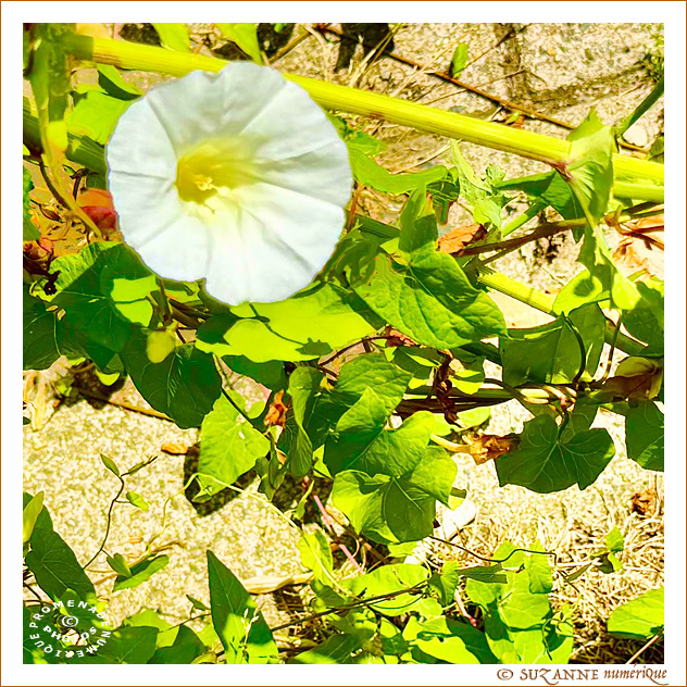 © SUZANNE | LISERON_0745 © SUZANNE | LISERON_0745