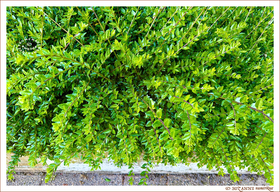 Le Printemps dans la Rue 2026 -1- -- 01/05/26