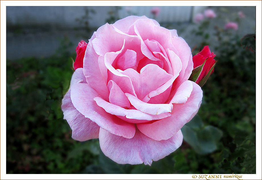 Boutons Rouges et Rose Fleur -- 13/08/12