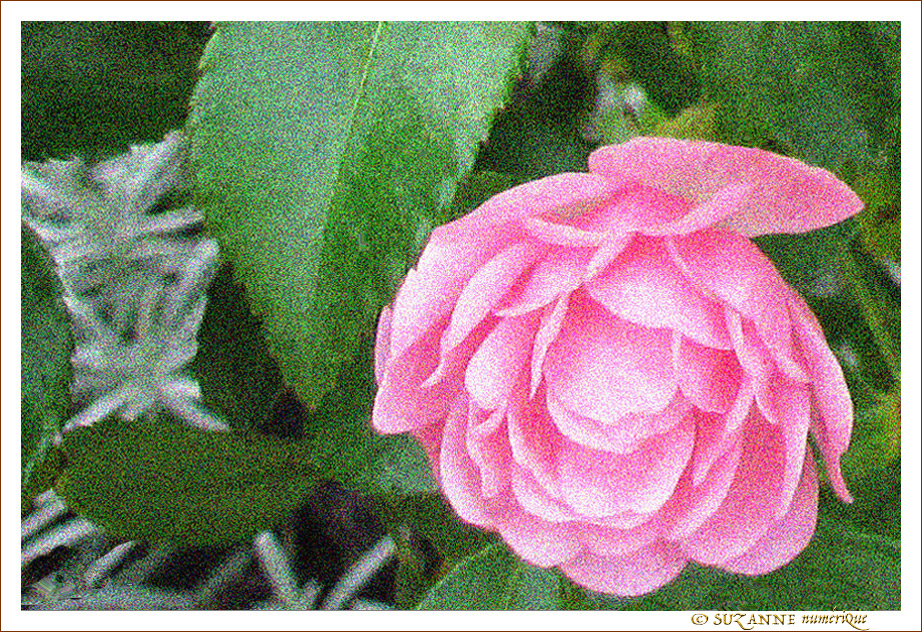 Rose d'automne -- 14/10/09