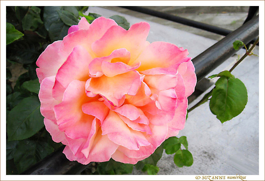 Madame la Rose -- 21/07/10