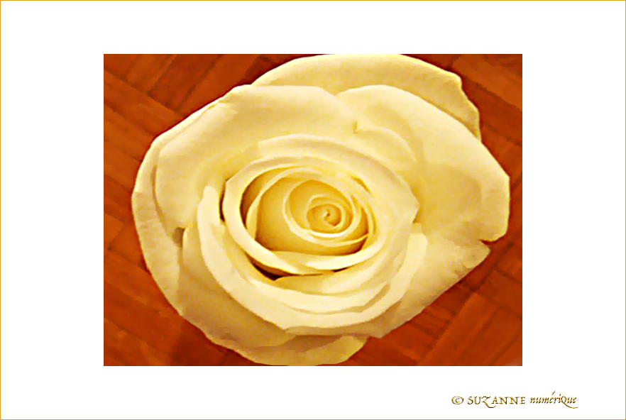 Rose pour Valentine -- 15/02/09