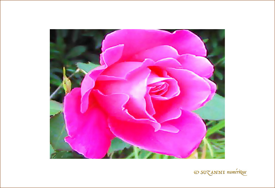 Rose rose -- 01/05/06