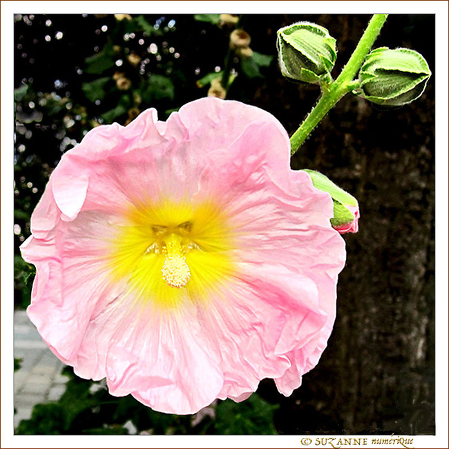 Elégante en Robe rose -- 05/09/09