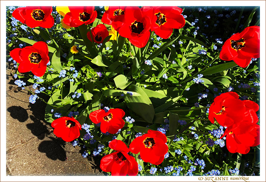 Tulipes Rouges entre Ombre et Lumière -- 09/05/18