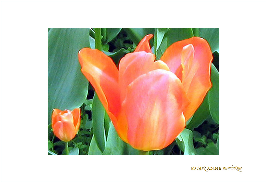 Tulipes et pétales Brillants -- 15/04/05