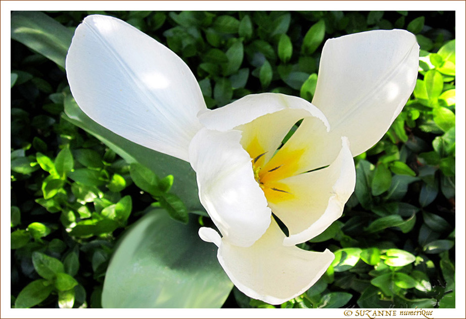 Tulipe à hélice