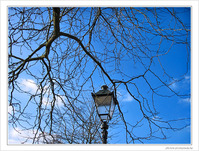 Un arbre prot�geait un r�verb�re