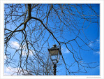 Un arbre prot�geait un r�verb�re -- 19/02/10