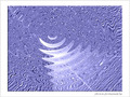 Bleu coul� -- 26/02/06