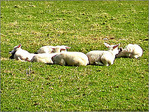 Agneaux de P�ques -- 14/04/09
