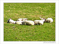 Agneaux de P�ques -- 14/04/09