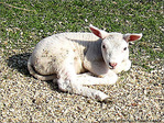 Petit Agneau �tonn� -- 10/04/09