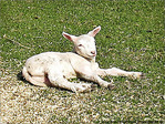 Petit agneau d�couvre le soleil -- 11/04/09
