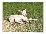 Petit agneau d�couvre le soleil -- 11/04/09