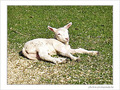 Petit agneau d�couvre le soleil -- 11/04/09