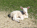 Petit Agneau museau en coeur -- 13/04/09