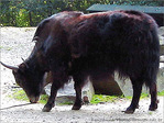 Fourrure � Cornes -- 04/10/06