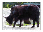 Fourrure � cornes -- 04/10/06