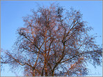 Lumi�re Rousse