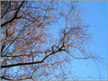 Chevelure Rousse et reflets Blancs -- 03/02/11