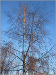 En Bleu et Roux -- 05/02/11