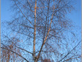 En Bleu et Roux -- 05/02/11