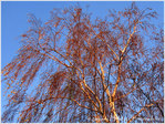Les Couleurs chaudes de l'Hiver -- 07/02/11