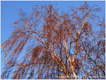 Les Couleurs chaudes de l'Hiver -- 07/02/11