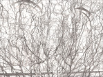 Rondouillons naturels -- 17/03/13